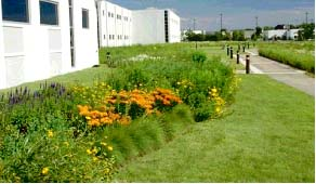 Sustainable Landscaping Image