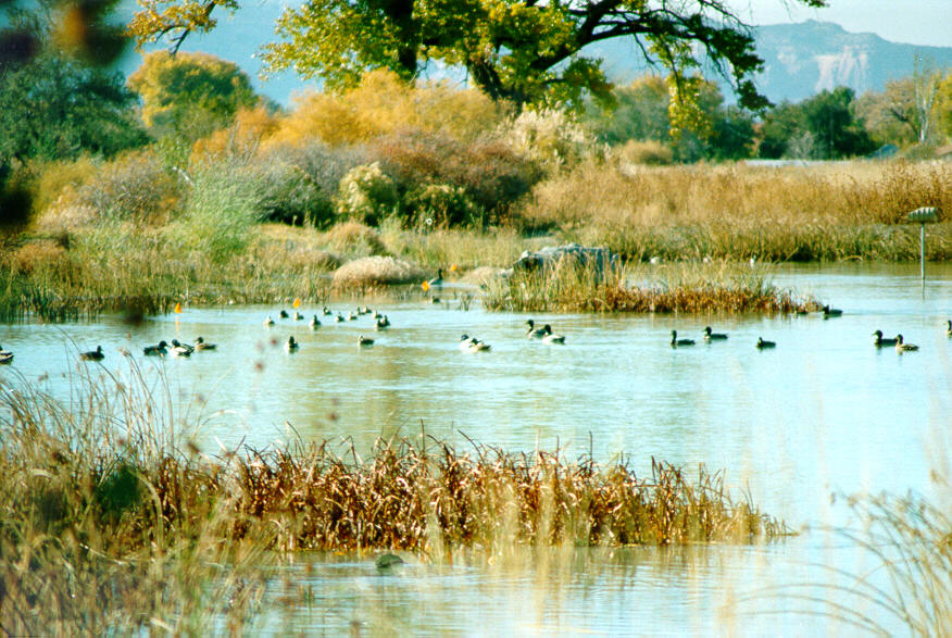 Wetlands